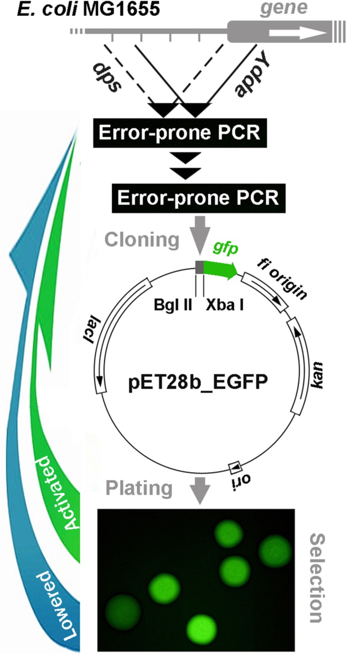 FIGURE 1