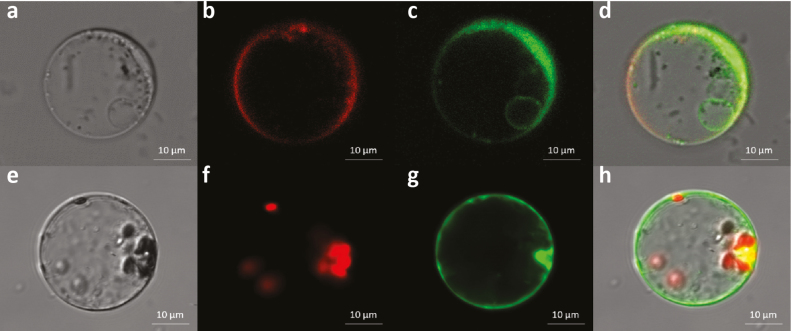 Fig. 9.