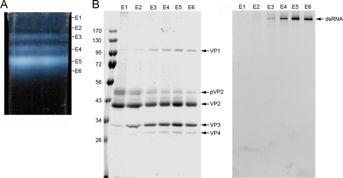 FIG 1