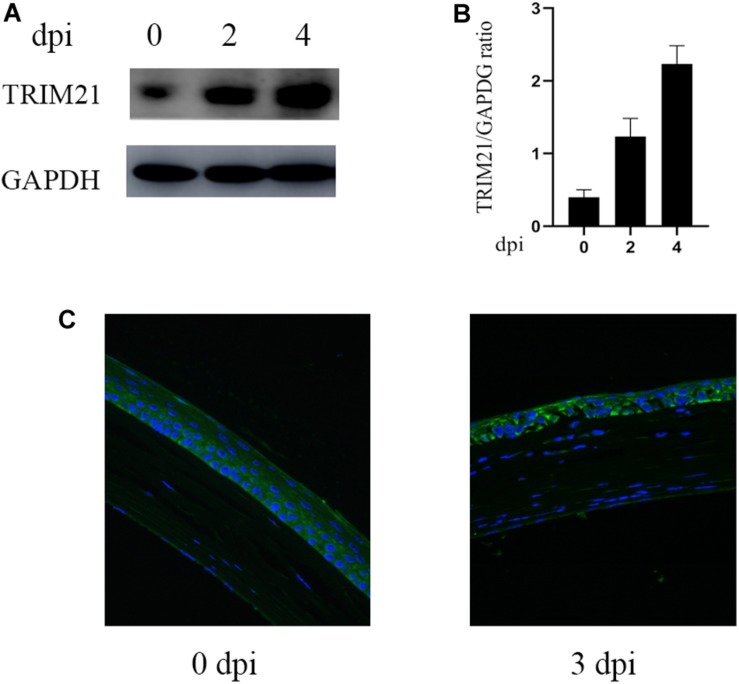 FIGURE 1