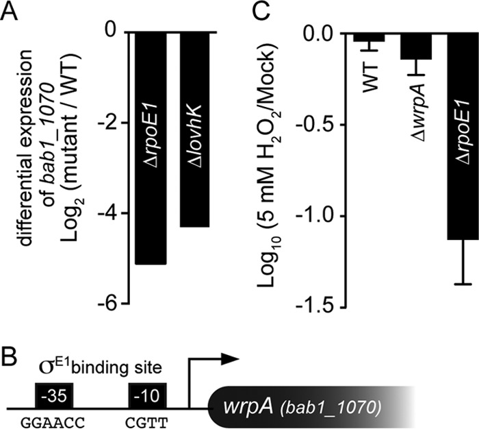 FIG 1