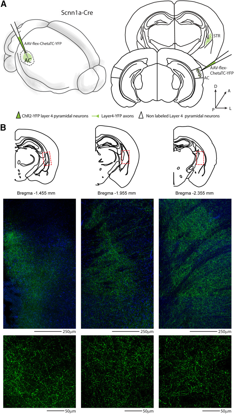 Figure 12.