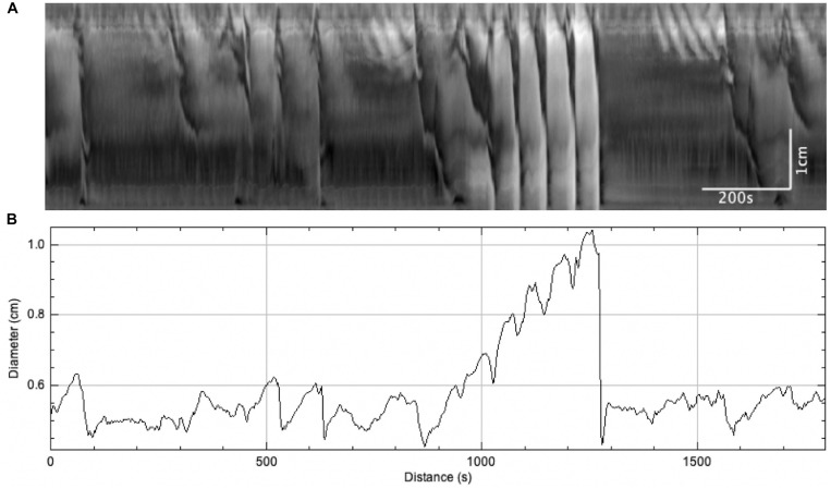 FIGURE 6