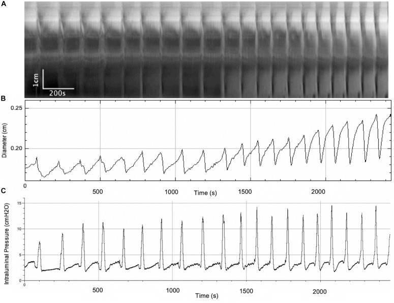 FIGURE 3