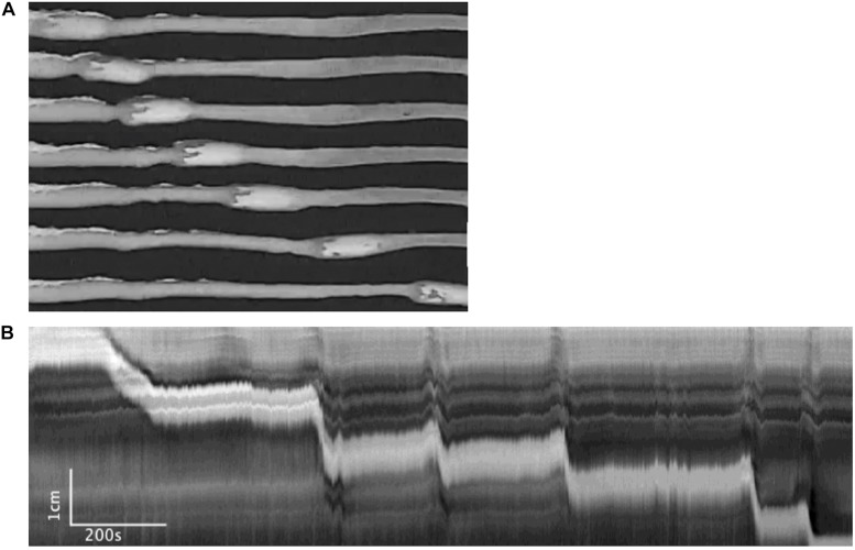 FIGURE 13