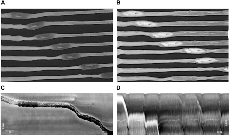 FIGURE 12