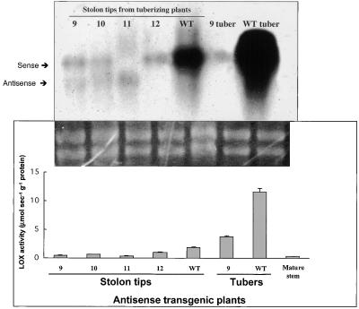 Figure 5.