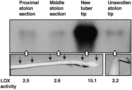 Figure 3.