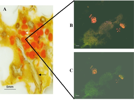 FIG. 4.