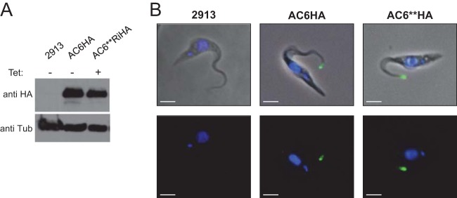 FIG 3