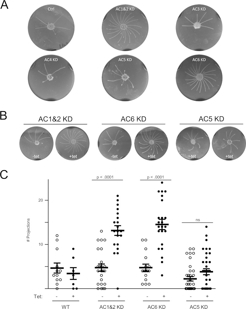 FIG 1