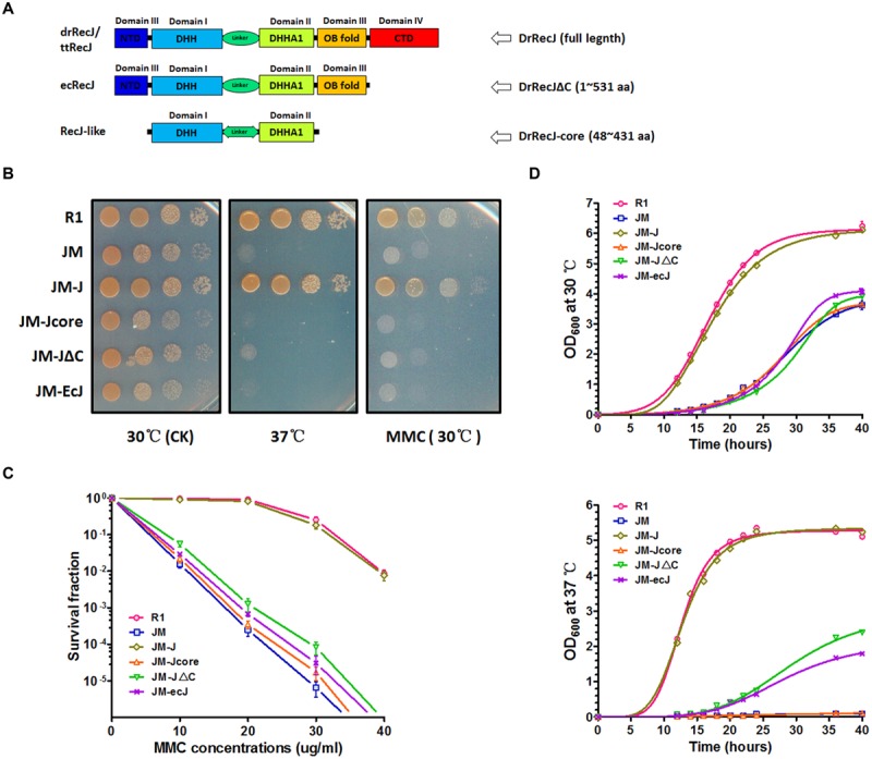 A Novel C-Terminal Domain of RecJ is Critical for Interaction with HerA ...