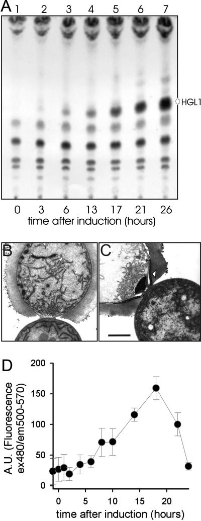 FIG. 4.