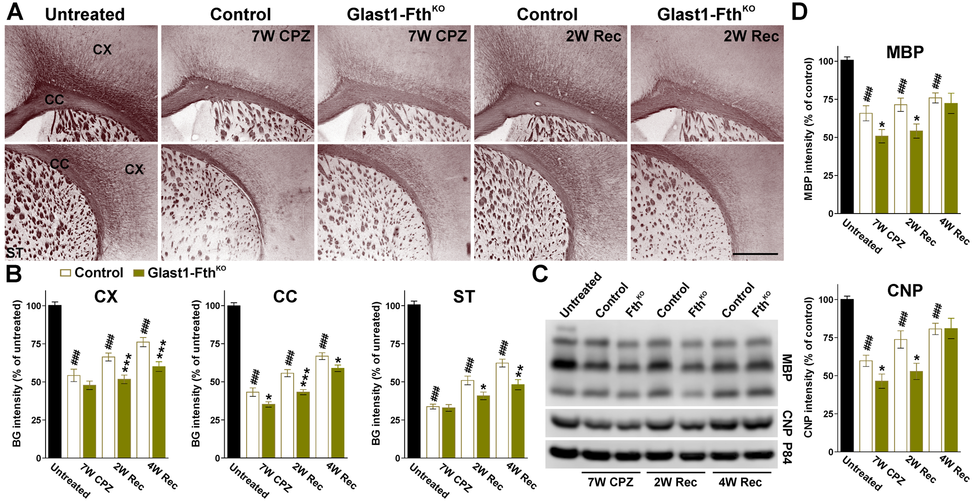 FIGURE 11: