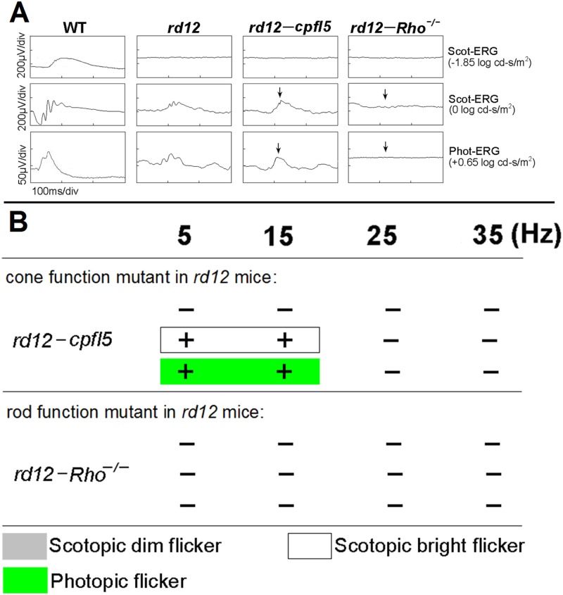 Fig 5