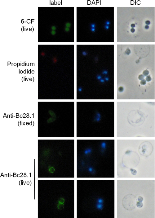 FIGURE 4.