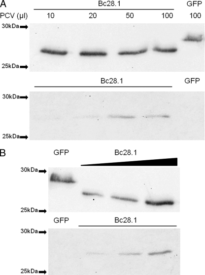 FIGURE 7.