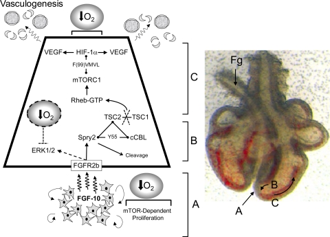 Fig. 11.