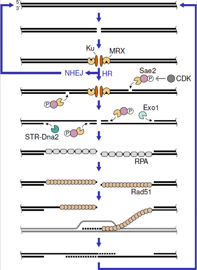 Figure 1: