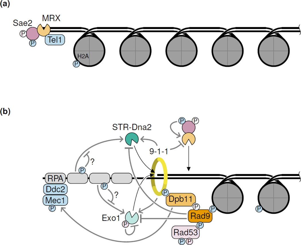 Figure 3: