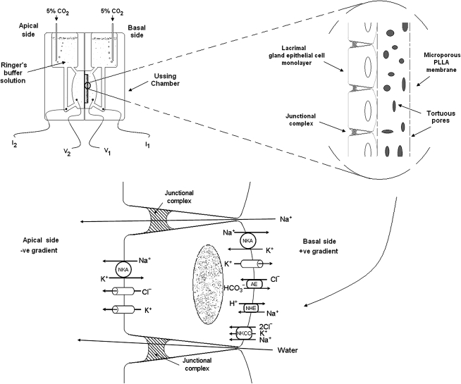 FIG. 1.