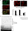 FIG 10