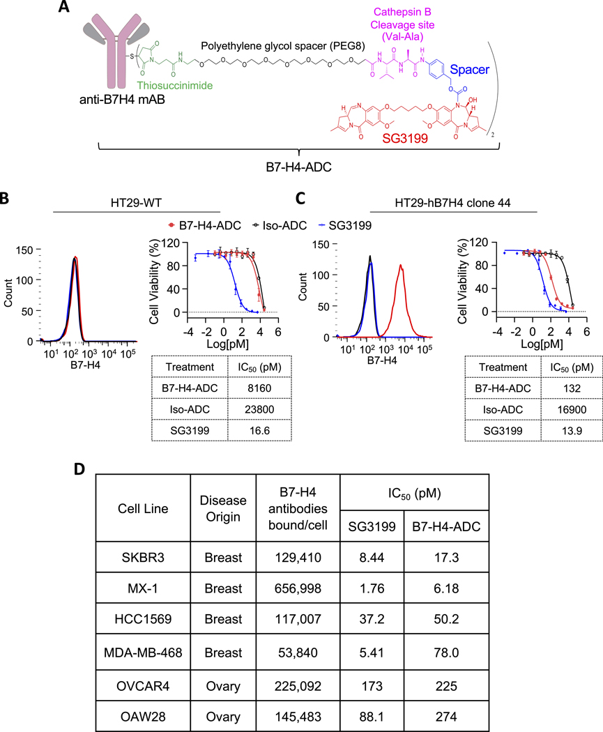 A B7-H4-Targeting Antibody-Drug Conjugate Shows Antitumor Activity in ...