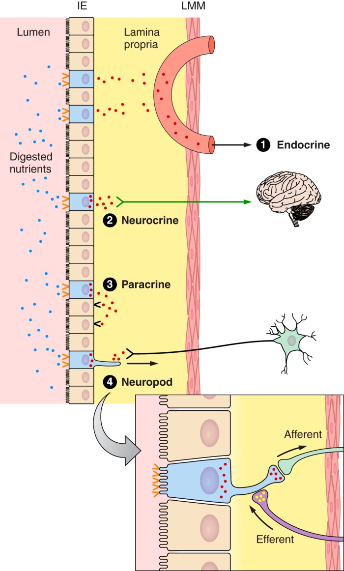 FIGURE 3.