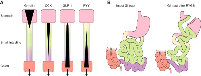 FIGURE 1.