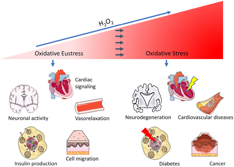 Figure 2: