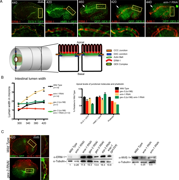 Figure 5: