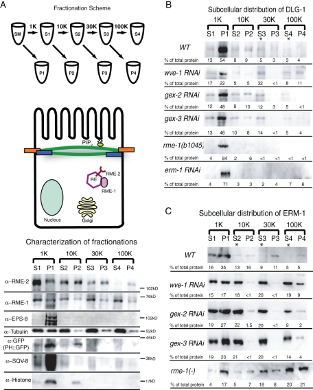 Figure 6: