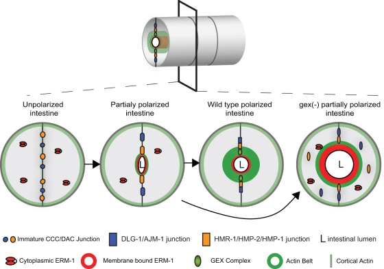 Figure 7: