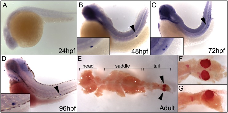 Fig. 3.