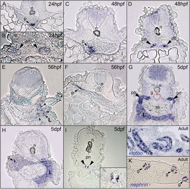 Fig. 6.