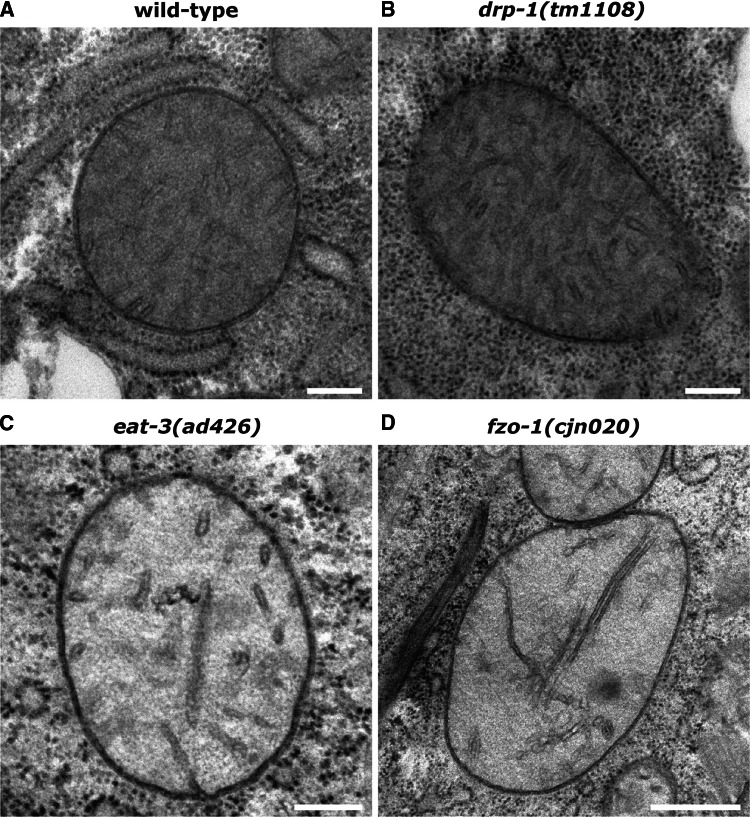 Fig. 2