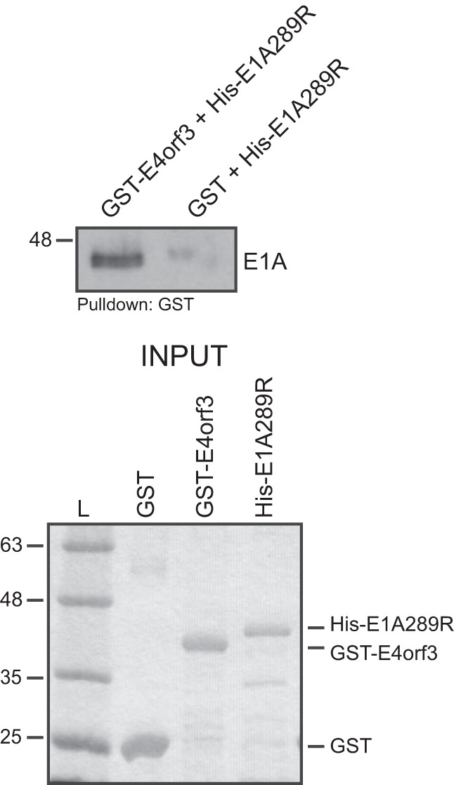 FIG 2