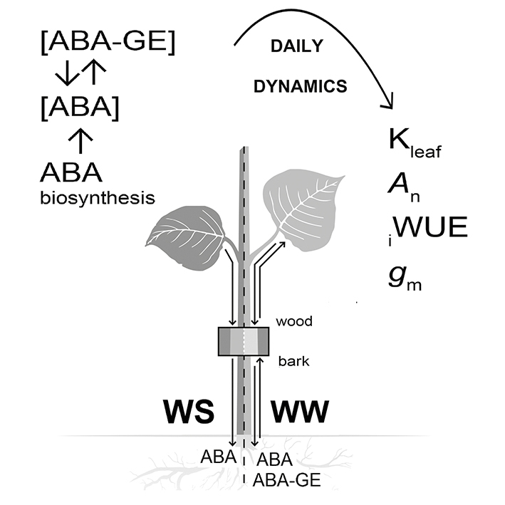 graphic file with name mcz147if0012.jpg