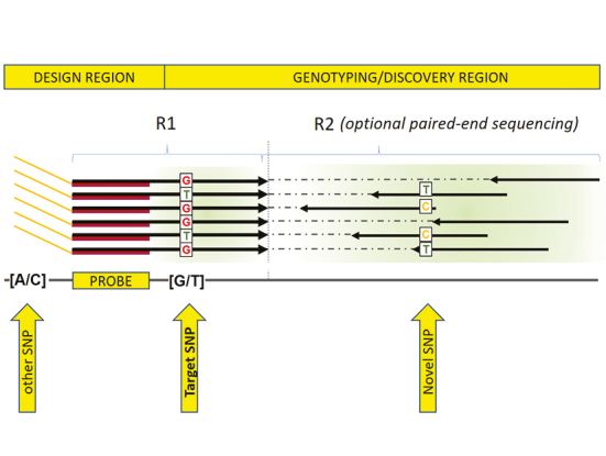 graphic file with name mcz147if0004.jpg