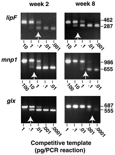 FIG. 1