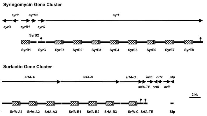 FIG. 8