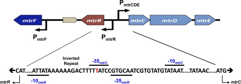 FIG 1