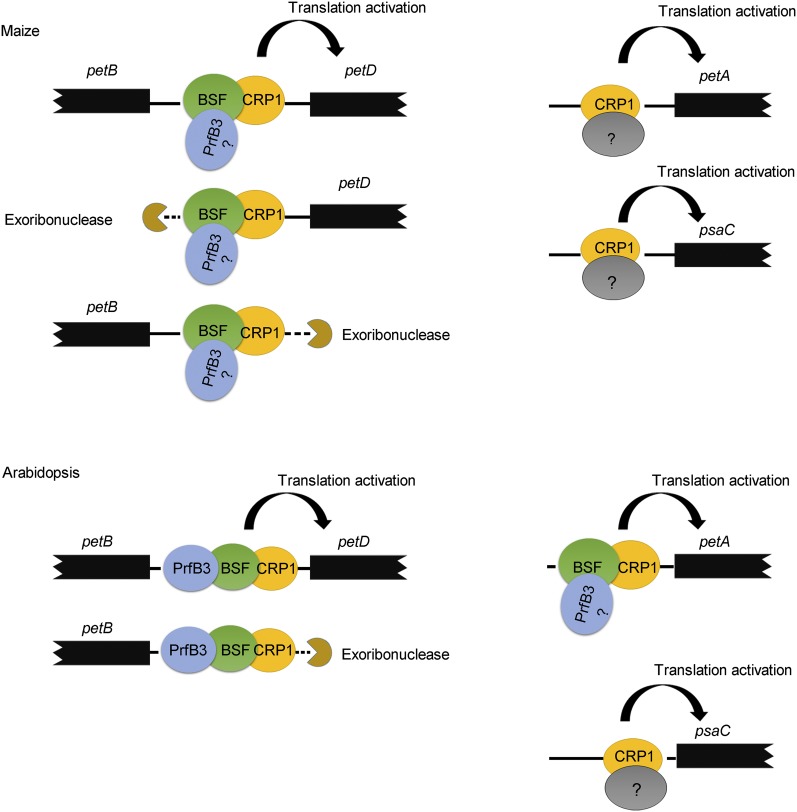 Figure 10.