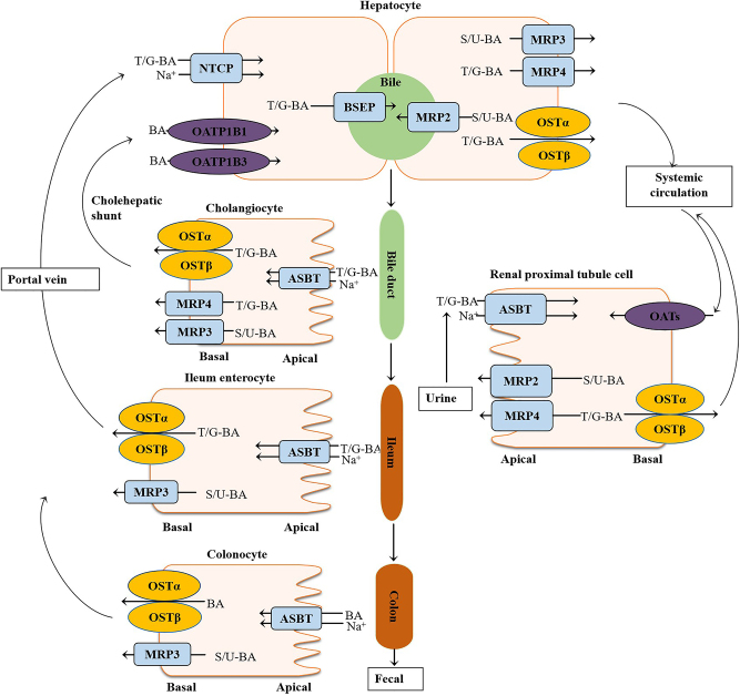 Figure 4: