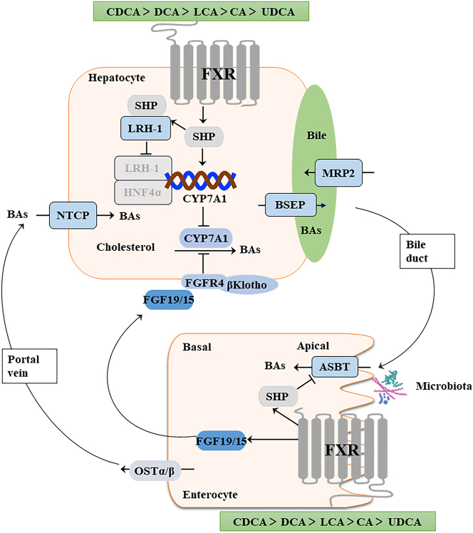 Figure 5:
