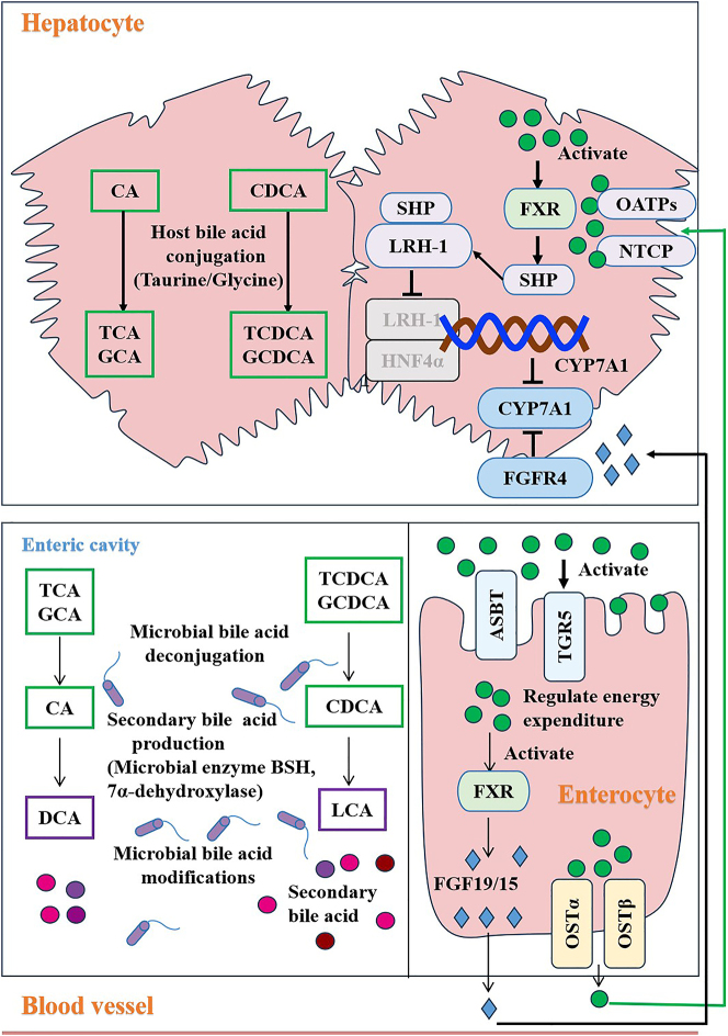 Figure 3: