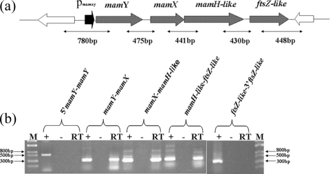 FIG. 1.