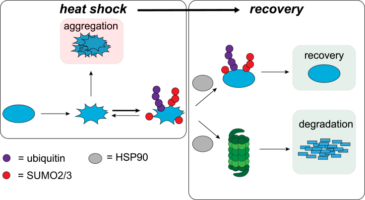 Figure 7