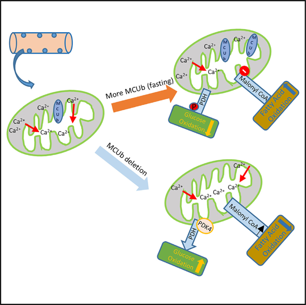 graphic file with name nihms-1948220-f0001.jpg