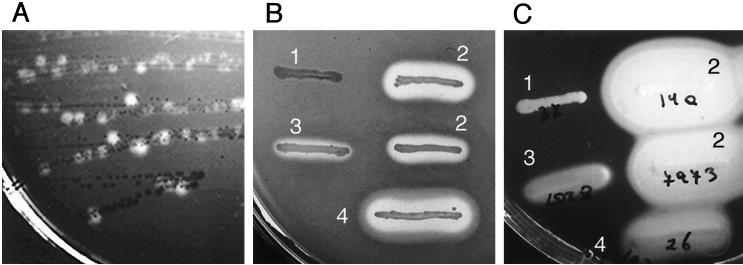 FIG. 12